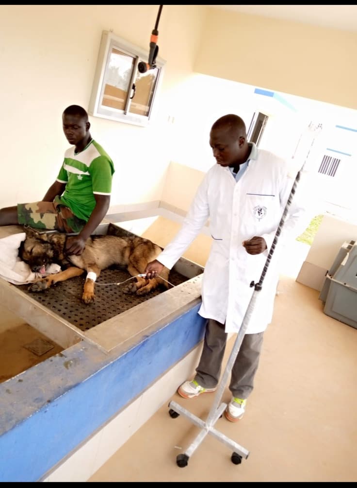 VetSoul Academy founder working in a veterinary clinical setting with a dog receiving care
